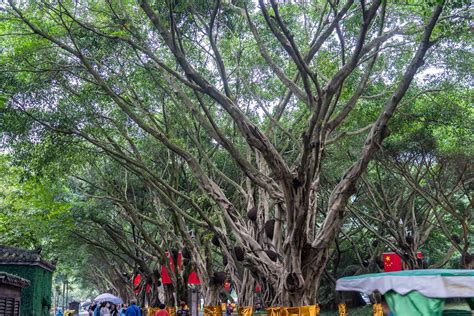 榕树盆栽风水|榕树盆景风水详解 (摆放位置、作用、风水禁忌)